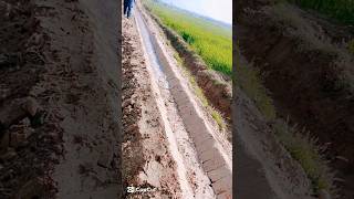 How does water get to the fields?  #watermanagement #farming #shortvideo #shortfeed #shorts #short