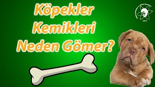 Köpekler Kemikleri Neden Gömer? #ÇılgınMinikler 11. Bölüm