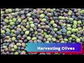 olive tree farming for profit