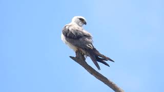 Black-shouldered Kite,  Wooroolin Wetlands near Kingaroy Qld