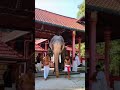 തെച്ചിക്കോട്ടുകാവിലമ്മയെ വണങ്ങി രാമൻ 🔥 elephant keralaelephant trendingshorts pampadyrajan shorts