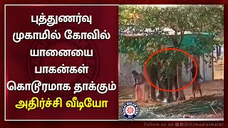 புத்துணர்வு முகாமில் கோவில் யானையை பாகன்கள் கொடூரமாக தாக்கும் அதிர்ச்சி வீடியோ | Maalaimalar