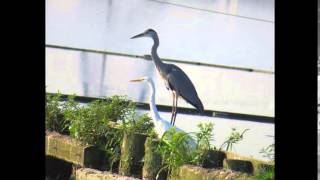 伊佐沼の野鳥たち