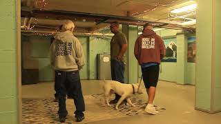 Geppetto take his final CGC test at the PAWS Prison Training Program!
