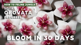 Hoya Obovata bloom in 30days - Cinematic Version