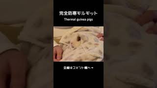 完全防寒モルモットThermal guinea pigs