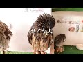 水浴び後スーパーサイヤ人になるふくろう☆【an owl transforms into super saiyan after bathing.】