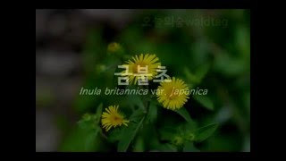 금불초 오늘의숲2016