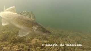 Zander (Sander lucioperca) Underwater UK