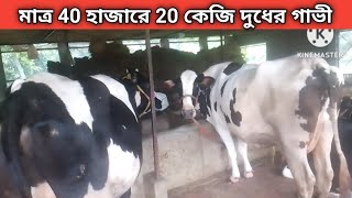 সরাসরি রাজস্থান থেকে মাত্র 35 থেকে 40 হাজারে ক্রয় করুন 20 থেকে 25 কেজি দুধের গাভী//West Bengal Cow