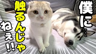 子猫がかまってモードのハスキー犬を無視し続けた結果がこちら...汗