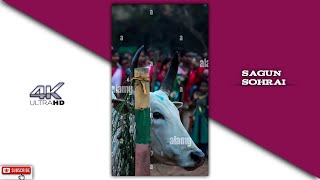 Sagun Sohrai Santali Status Video 2022 // Santali Sohrai Status Video 2022 // Santali Sohrai Status