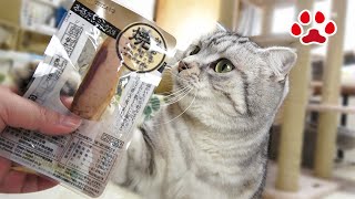 おやつを見せると走ってきてお菓子にスリスリする猫 【瀬戸のアリス日記】