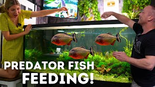 MONSTER Fish Feeding at the King of DIY's Aquarium Gallery!