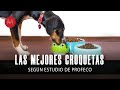 Las mejores marcas de croquetas para perro según la Profeco