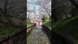 三重県四日市・鹿化川の千本桜🌸 #おすすめ #自然 #nature #shorts