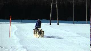 Schlittenhunderennen in Scharnitz/Tirol - 2011