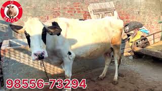 ਮੁੱਲ 32 ਹਜ਼ਾਰ-ਘਰ ਦੀ ਗੱਬਣ ਗਾ ਵਿਬ-one cow for sale (23-1-2025)#brardairyfarmmoga