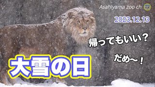 【旭山動物園ライオン】出たくないオリトがイオと子どもたちの策略に。オリトファミリー女性陣はフカフカな雪に大はしゃぎ！展示時間は1時間で帰室。Lion in the snow