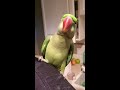 alexandrine parrot says i love you and hi baby