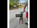 Funny dogs talking and arguing with each other | Tony-Ezekiel funny tiktok