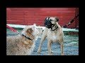 review baskerville ultra muzzle for dogs black