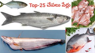 టాప్ 25 చేపల పేర్లు | top 25 fish in telugu | best fish telugu | చేపల పేర్లు