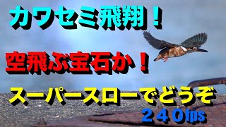 空飛ぶ宝石！カワセミの飛翔です。素早い姿をスーパースローで撮影！青に輝く翼が光ります！まさに翡翠（ヒスイ）ですね。