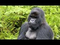 dominant silverback ubwuzu cleans his teeth of food dian fossey gorilla fund