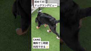 ＃バーニーズマウンテンドッグ＃大型犬＃超大型犬＃レイくん＃ドッグランデビュー＃CAINZ