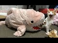 Funny Moments of Cats | Funny Video Compilation - Meow Mania #4