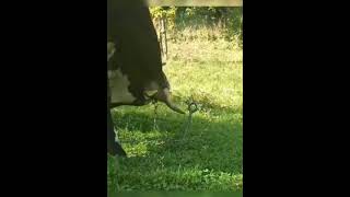 Intelligent Cow