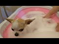 泡風呂に入るchihuahuaのモネ