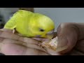 可爱小黄鸡，爱吃小麦面包。cute little yellow chicken love bread