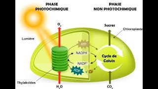 Phases chimique et non photochimique :  production de molécules organiques par photosynthèse