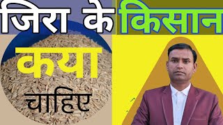 जीरे का सही दाम कैसे मिलेगेHow to get the right price of cumin