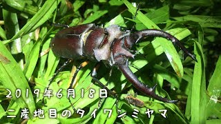 二産地目のタイワンミヤマクワガタ【クワガタムシ】台湾北部2019年6月18日灯火採集