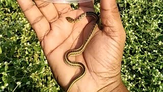 baby striped keelback rescue operation.....