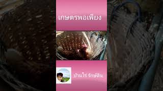 คลิปสั้น เก็บไข่ไก่ไปขายกันจร้า เลี้ยงไก่ไข่ เก็บไข่ในเล้า