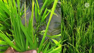 நெல்லில் ஏற்படும் பாக்டீரியா இலை கருகல் நோய் (Bacteria leaf blight disease)