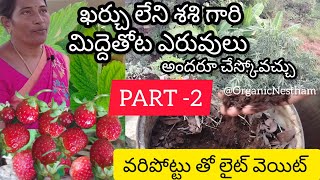 ఇలా మీలో ఎంతమంది చేస్తున్నారు ||vijayawada lo strawberries||easy compost#terracegarden #organic#diy