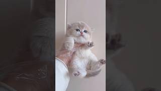 🥰🐱Your Daily Dose of Furry Therapy #cat #kitten #癒し #asmr #cute #猫 #pets #catlover #meow #kucing