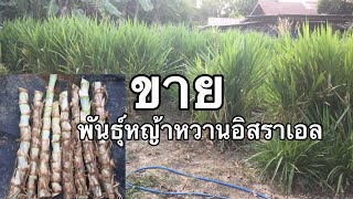 ขายท่อนพันธุ์หญ้าหวานอิสราเอลราคาถูก