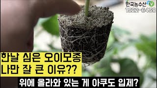 [한국농수산TV] 이웃집과 같은 날 심은 오이모종!! 나만 잘 크는 이유?? 경북 상주~