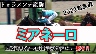 【審議】これでも降着なし 中山３日 第5R 新馬戦 現地映像 ミアネーロ