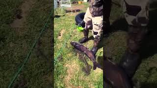 The World's Largest Pond Catfish