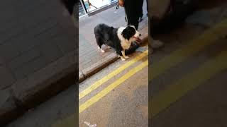 Border Collie encountered on 2019.01.28 evening in Mongkok, Hong Kong