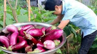 九九大太阳天去地里摘茄子，一篮子做不出货来，但油茄子好吃也值了！【湘西九九美食】