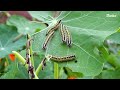 🌿 qui mange mes capucines attentions aux chenilles de la piéride 🐛 🦋