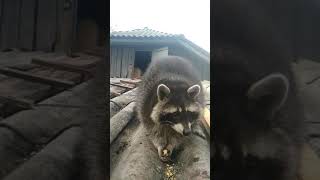Raccoon Meeko